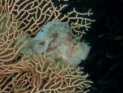 A well-camouflaged fish, a rocking fish (Taenianotus triacanthus), lurks for prey in a giant fan