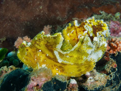 Yellow fish with unique structure, rocking fish (Taenianotus triacanthus), well camouflaged in the