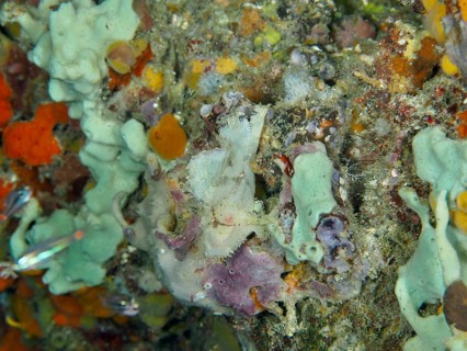 Colourful coral reef with various marine animals, including a well-camouflaged rocking fish