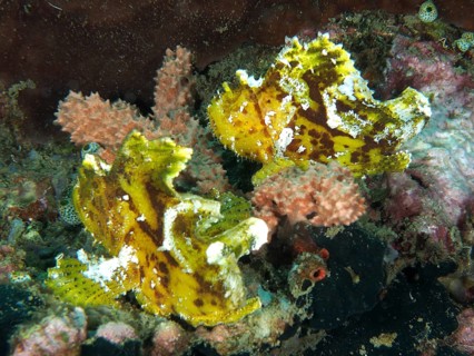 Two yellow rocking fish (Taenianotus triacanthus) between corals in a tropical underwater landscape