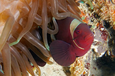 Red clownfish, velvet anemonefish, spiny anemonefish (Amphiprion biaculeatus) under the protection
