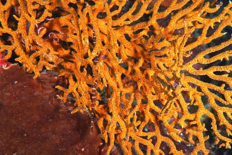 Vibrant orange coral on the seabed, hiding a Chinese trumpetfish (Aulostomus chinensis), dive site