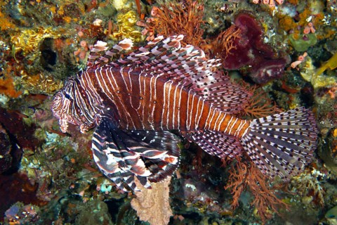 Pacific red lionfish (Pterois volitans) with a striped pattern in a colourful coral reef. Dive site