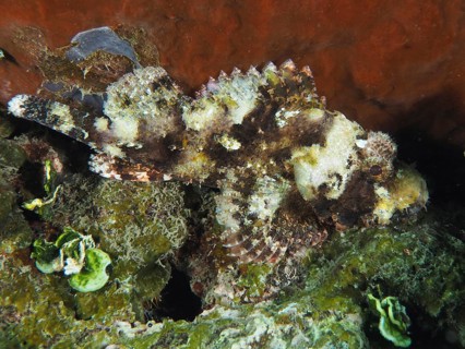 A well camouflaged Papuan scorpionfish (Scorpaenopsis papuensis) on a sea floor covered with algae.