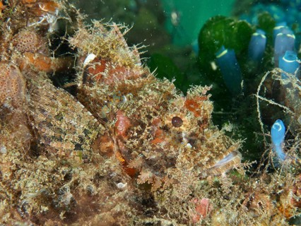 Well camouflaged Papuan scorpionfish (Scorpaenopsis papuensis) in a coral reef covered with algae.