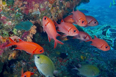 Red school of white-tipped soldierfish (Myripristis vittata) in a lively coral landscape. Dive site