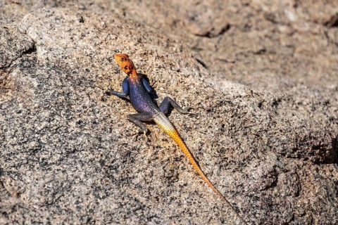 Male settler agama (Agama agama), Namibia