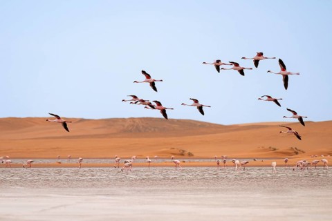 Lesser Flamingos (Phoeniconaias minor) in flight in front of the Namib Desert with lagoon, Walfish