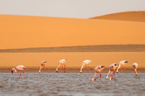 Lesser Flamingos (Phoeniconaias minor) in front of the Namib Desert with lagoon, Walfish Bay,