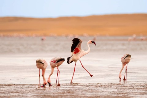 Lesser Flamingos (Phoeniconaias minor) at the Namib Desert with lagoon, Walfish Bay, Erongo,