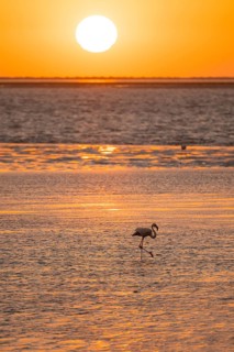 Pink flamingos (Phoenicopterus roseus) against the light, sunset, lagoon at Walfish Bay, Erongo,