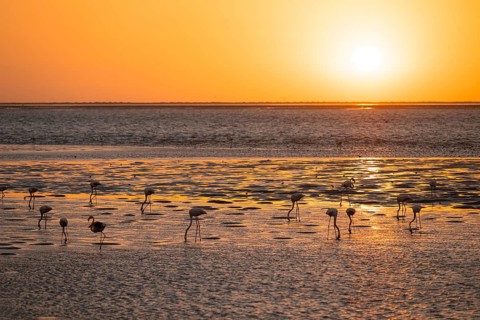 Pink flamingos (Phoenicopterus roseus) against the light, sunset, lagoon at Walfish Bay, Erongo,