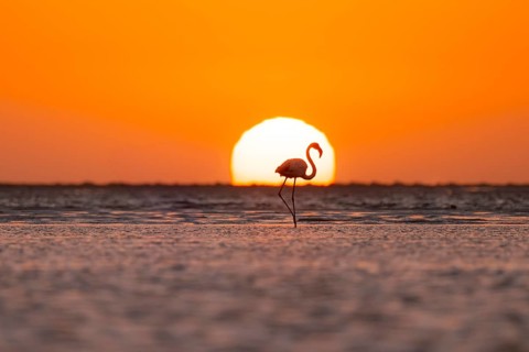 Single pink flamingo (Phoenicopterus roseus) directly in front of the setting sun, backlight,