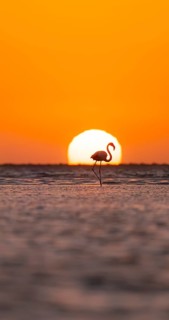 Single pink flamingo (Phoenicopterus roseus) directly in front of the setting sun, backlight,