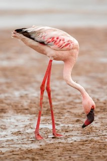 Lesser flamingo (Phoeniconaias minor) in a lagoon, Walfish Bay, Erongo, Namibia