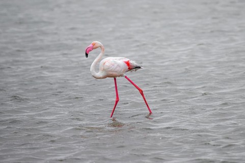 Pink flamingo (Phoenicopterus roseus) in a lagoon, Walfish Bay, Erongo, Namibia