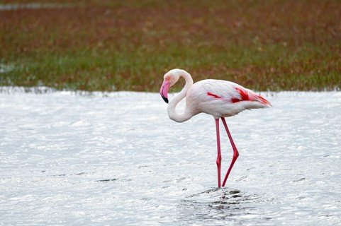 Pink flamingo (Phoenicopterus roseus), Walfish Bay, Erongo, Namibia