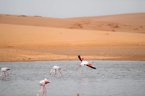 Pink flamingo (Phoenicopterus roseus) in flight in front of the Namib Desert, Walfish Bay, Erongo,