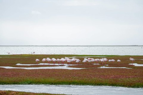 Pink flamingos (Phoenicopterus roseus) sleeping, Walfish Bay, Erongo, Namibia