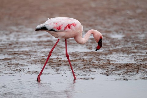 Lesser Flamingo (Phoeniconaias minor) in a lagoon, Walfish Bay, Erongo, Namibia