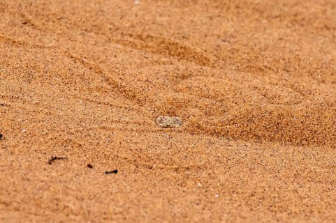 Dwarf puff adder (Bitis peringueyi) hiding in the sand, camouflage, Namib Desert, Namibia