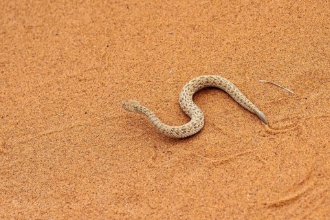 Dwarf puff adder (Bitis peringueyi) in the sand, Namib Desert, Namibia
