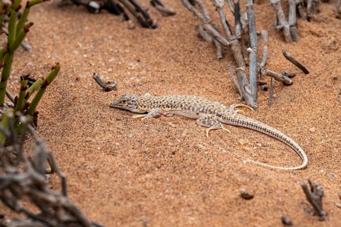 Shovel-nosed lizard (Meroles anchietae) in the sand, Namib Desert, Namibia