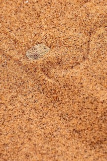Dwarf puff adder (Bitis peringueyi) hiding in the sand, camouflage, Namib Desert, Namibia