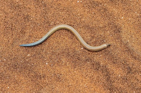 FitzSimon's burrowing skink or short blind dart skink, (Typlacontias brevipes), Namib Desert,