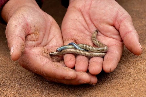 Hand holds two FitzSimon's burrowing skink or short blind dart skink, (Typlacontias brevipes),