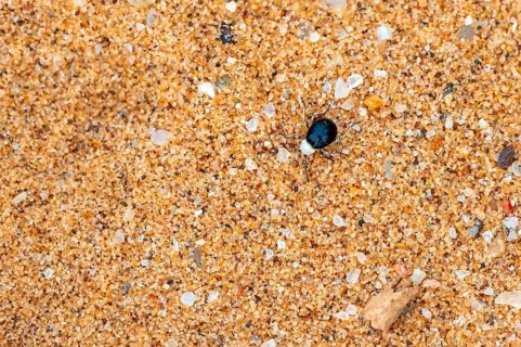 Mist drinker beetle, Tenebrionidae, Onymacris, on sand, Sossusvlei, Namibia