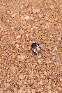 Mist drinker beetle, Tenebrionidae, Onymacris, on sand, Sossusvlei, Namibia