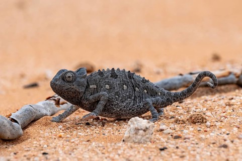 Desert chameleon, Namaqua chameleon (Chamaeleo namaquensis), Namib Desert near Swakopmund, Namibia