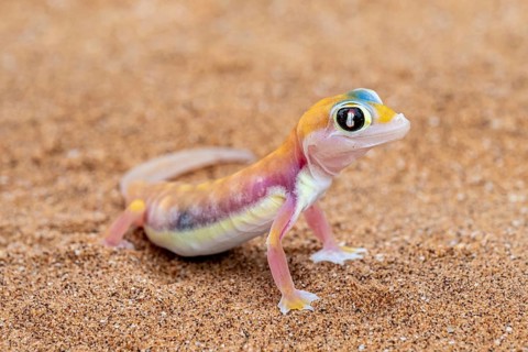 Palmato gecko (Pachydactylus rangei), Namib Desert, Namibia