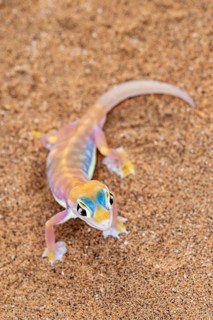 Palmato gecko (Pachydactylus rangei), Namib Desert, Namibia