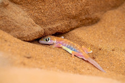 Palmato gecko (Pachydactylus rangei) digging a cave, Namib Desert, Namibia