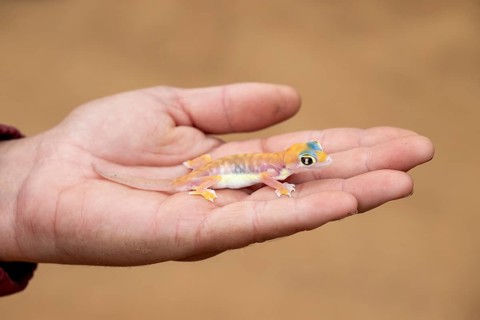 Man holding Palmato gecko (Pachydactylus rangei) on hand, Namib Desert, Namibia