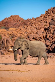 African elephant (Loxodonta africana), desert elephant, riverbed of the Ugab River, Damaraland,