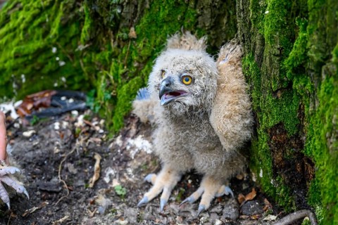 Münsterland, North Rhine-Westphalia, Germany, Eurasian Eagle-owl chick (Bubo bubo) with fluffy