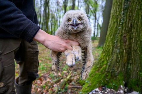 Münsterland, North Rhine-Westphalia, Germany, A bird ringing human ornithologist gently holds a