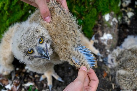 Münsterland, North Rhine-Westphalia, Germany, close-up of an eagle owl (Bubo bubo), young bird,