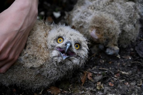 Münsterland, North Rhine-Westphalia, Germany, close-up of a young eagle owl (Bubo bubo) with lively