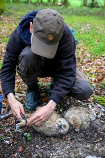 Münsterland, North Rhine-Westphalia, Germany, person ringing a young eagle owl (Bubo bubo) in the
