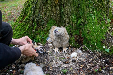 Münsterland, North Rhine-Westphalia, Germany, An ornithologist carefully rings a young eagle owl