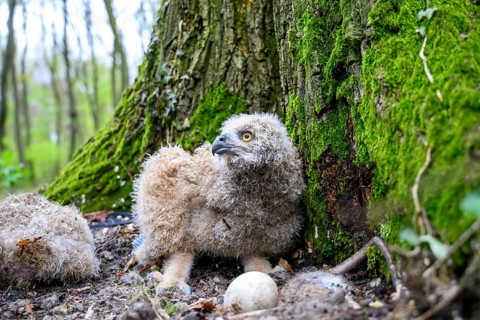 Münsterland, North Rhine-Westphalia, Germany, A young eagle owl (Bubo bubo) sits on the ground on a
