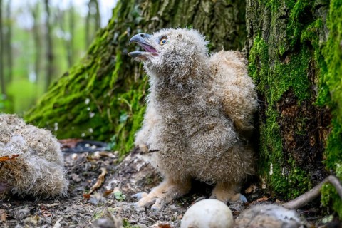 Münsterland, North Rhine-Westphalia, Germany, A young eagle owl (Bubo bubo) is sitting on the