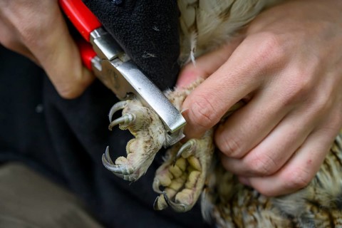 Münsterland, North Rhine-Westphalia, Germany, hands ringing a tawny owl (Strix aluco) for grooming,