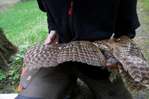 Münsterland, North Rhine-Westphalia, Germany, A person examines the wings of a tawny owl (Strix
