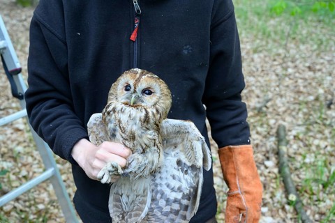 Münsterland, North Rhine-Westphalia, Germany, person holding a tawny owl (Strix aluco) in the