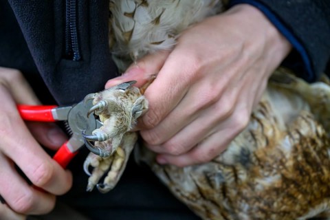 Close-up of hands attaching a ring to a tawny owl (Strix aluco), ringing, close-up of a hand